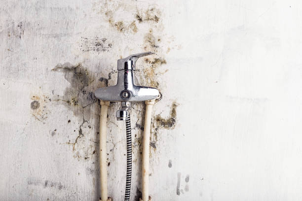 Best Mold Damage Repair  in Lakewood, OH