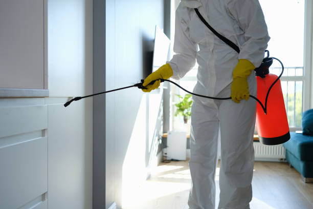 Best Local Mold Removal Service  in Lakewood, OH