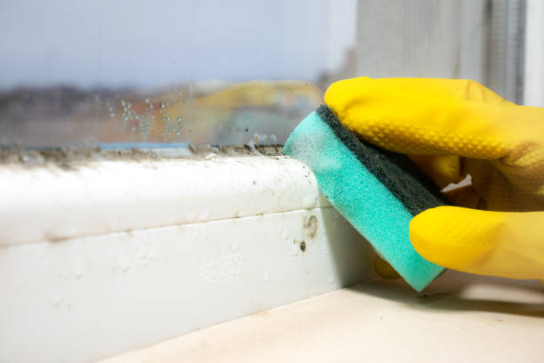 Best Mold Testing and Removal  in Lakewood, OH
