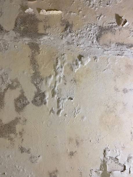 Best Black Mold Removal  in Lakewood, OH